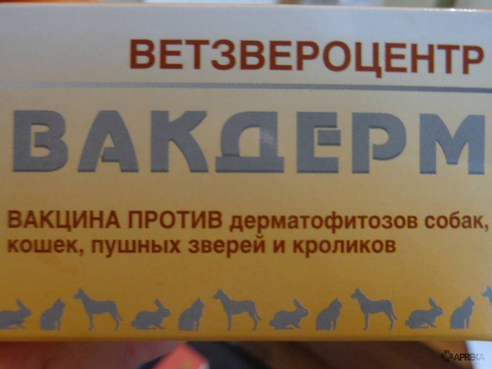 Вакцина «вакдерм»: как и куда колоть собаке
