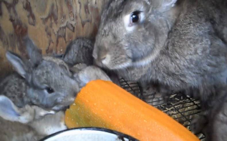 Можно ли кроликам огурцы: польза и вред овоща и как правильно давать