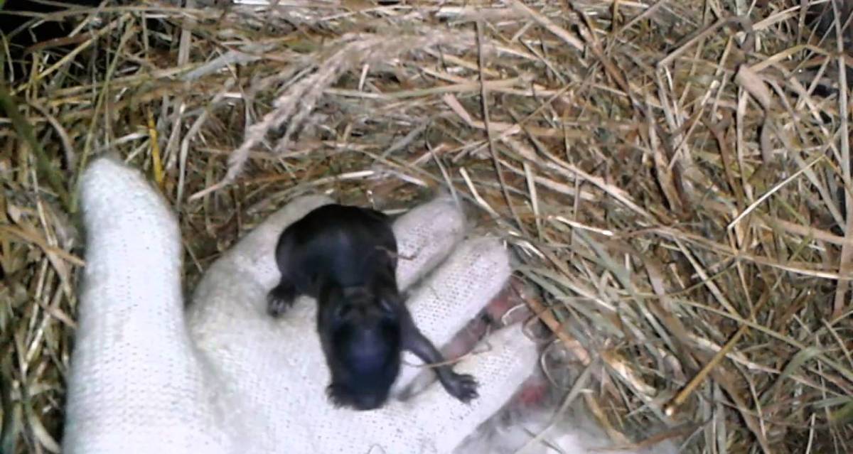 ᐉ новорожденные кролики: уход, развитие и отсадка из гнезда - zooon.ru