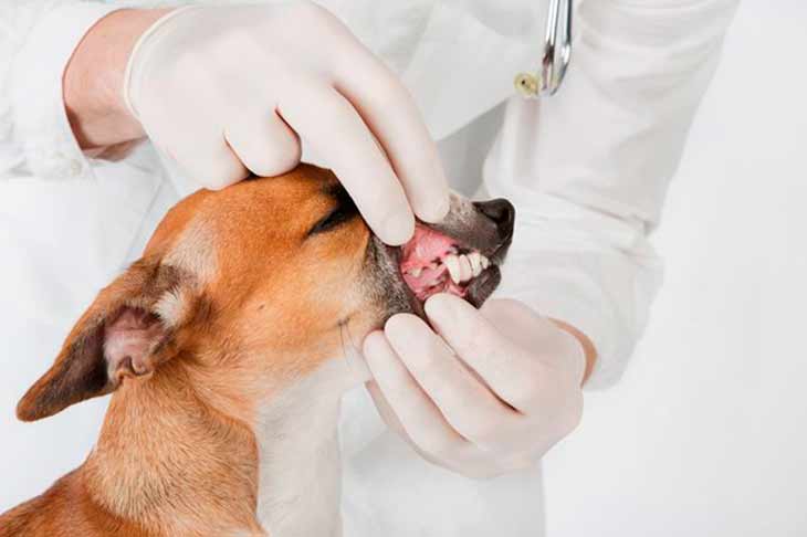 Кожные болезни у собак: симптомы, лечение, профилактика