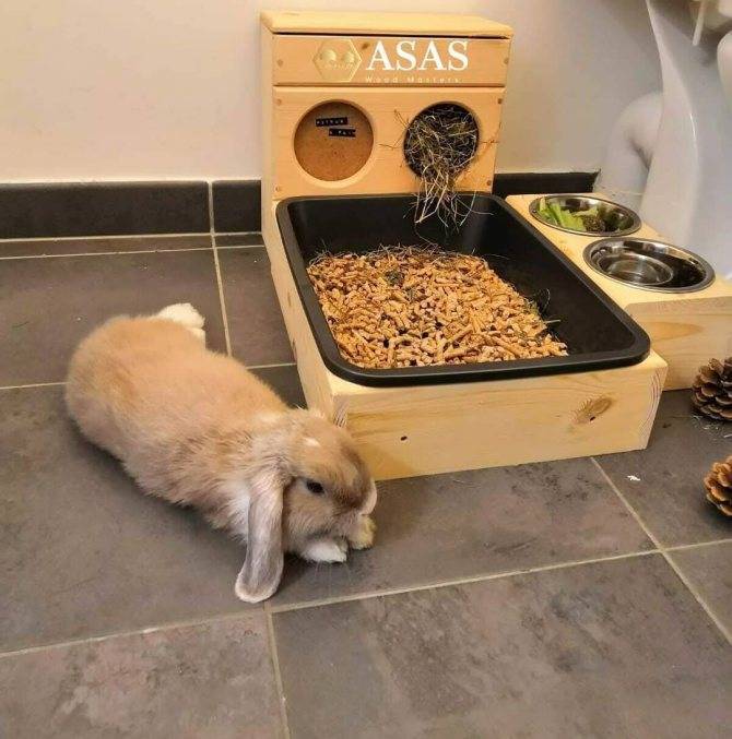 Как приучить декоративного кролика к лотку