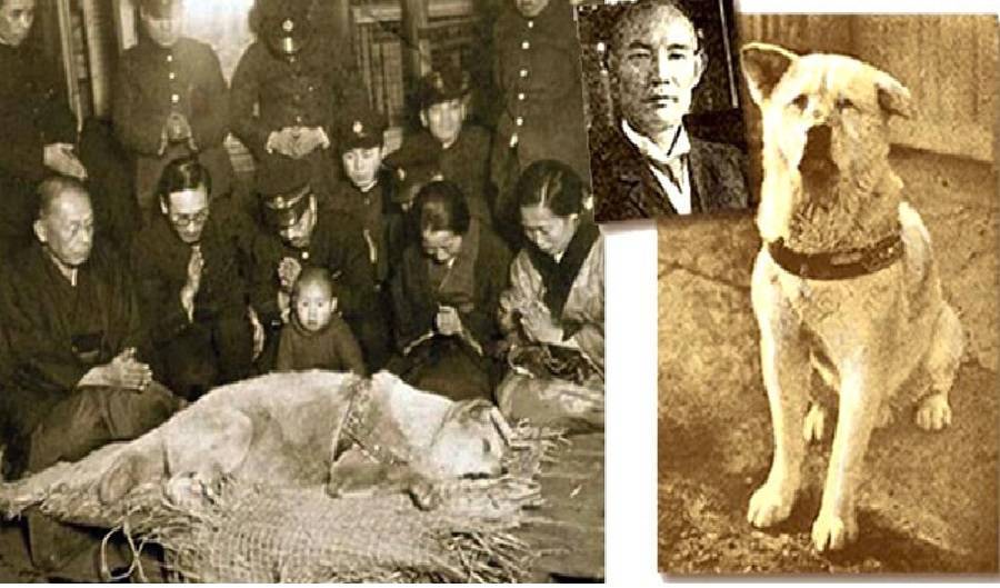 Реальная история с настоящей японской собакой хатико c фото