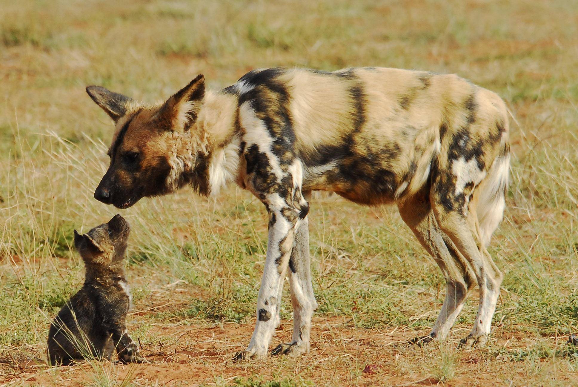 Басенджи (африканская нелающая собака): описание породы, характер, особенности, цена щенков, фото