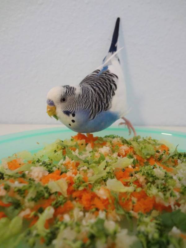Какие овощи можно давать попугаю, как часто и сколько