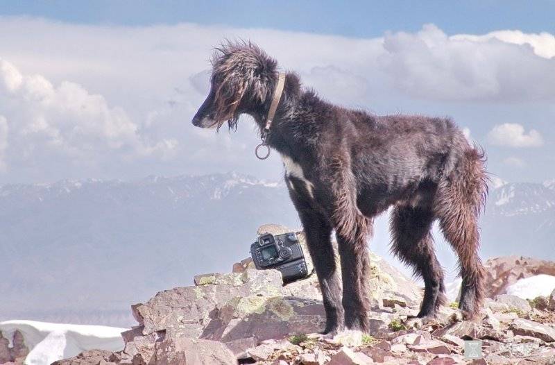 Тайган (киргизская борзая) — описание породы собак