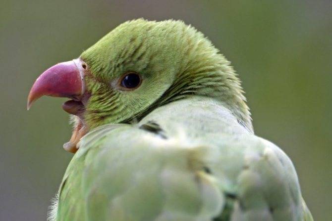 Почему волнистый попугай кусается и как его от этого отучить