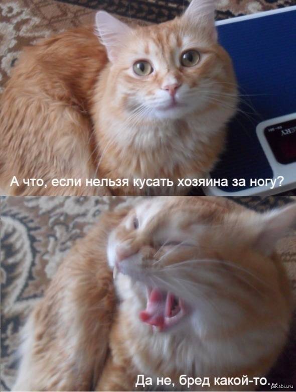 ᐉ почему кошка кусается, когда ее гладишь? - ➡ motildazoo.ru
