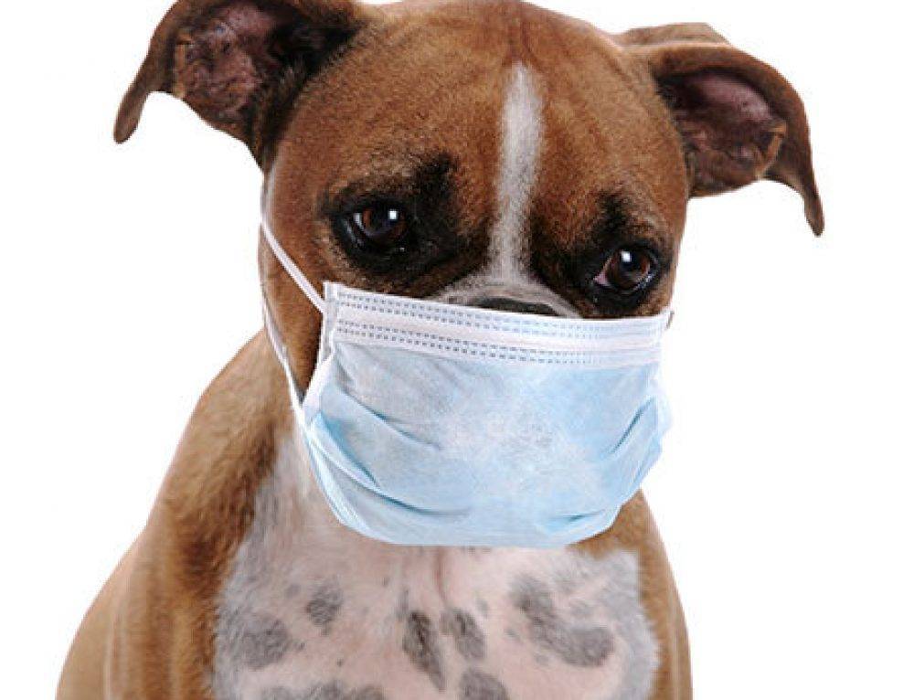 Как лечить питомниковый кашель у собак?