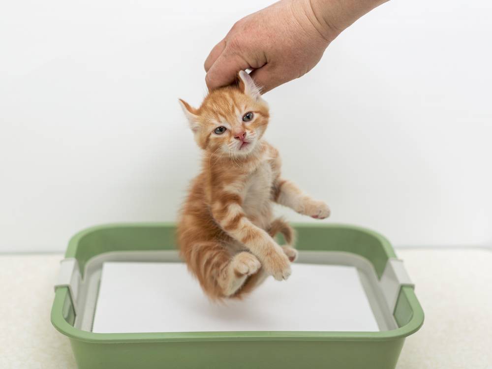 Как приучить к лотку котенка и взрослого кота или кошку легко и быстро: советы ветеринара