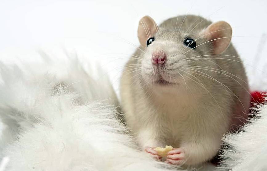 Все о декоративных крысах: как содержать и ухаживать за ними в домашних условиях