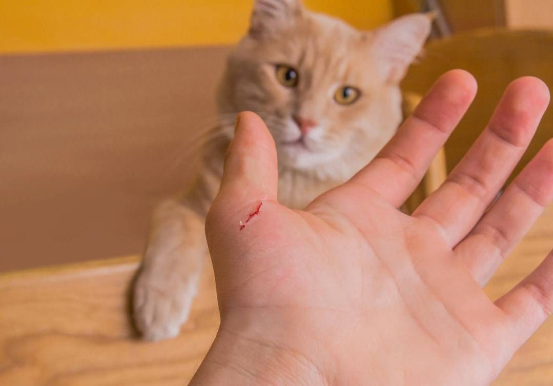 Что такое бешенство и почему опасны укусы или царапины домашних собак и кошек?
