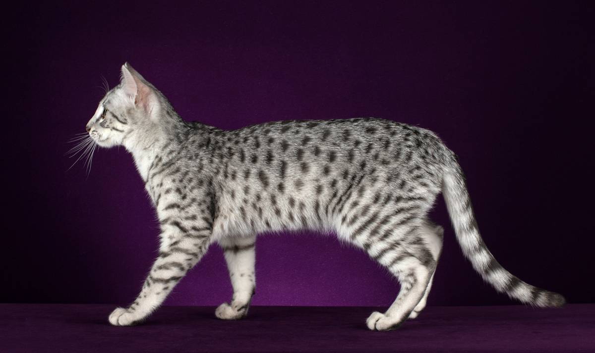 Кошки мау из египта: описание породы, характер, особенности ухода, история
