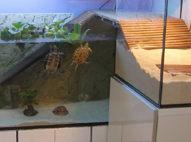 Чистка и обслуживание аквариума для черепах