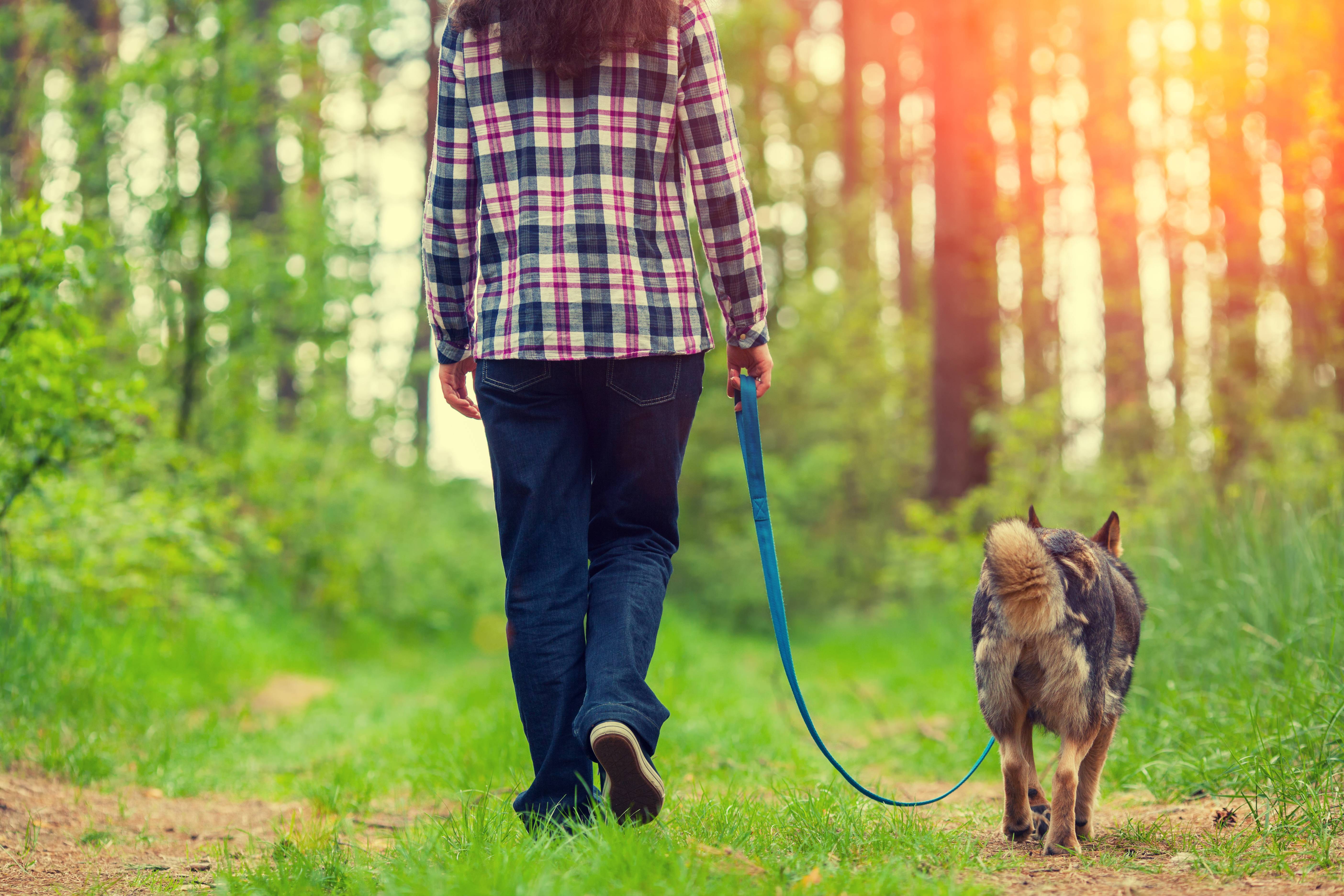 Как гулять с собакой правильно: особенности и нюансы