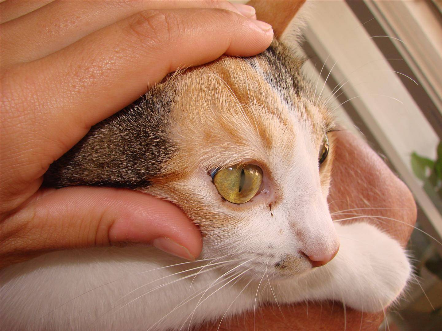 Глаза гноятся у котенка: чем лечить, самые частые причины
