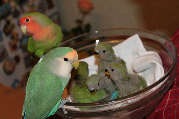 Птенцы волнистых попугаев: появление, уход и возможные проблемы