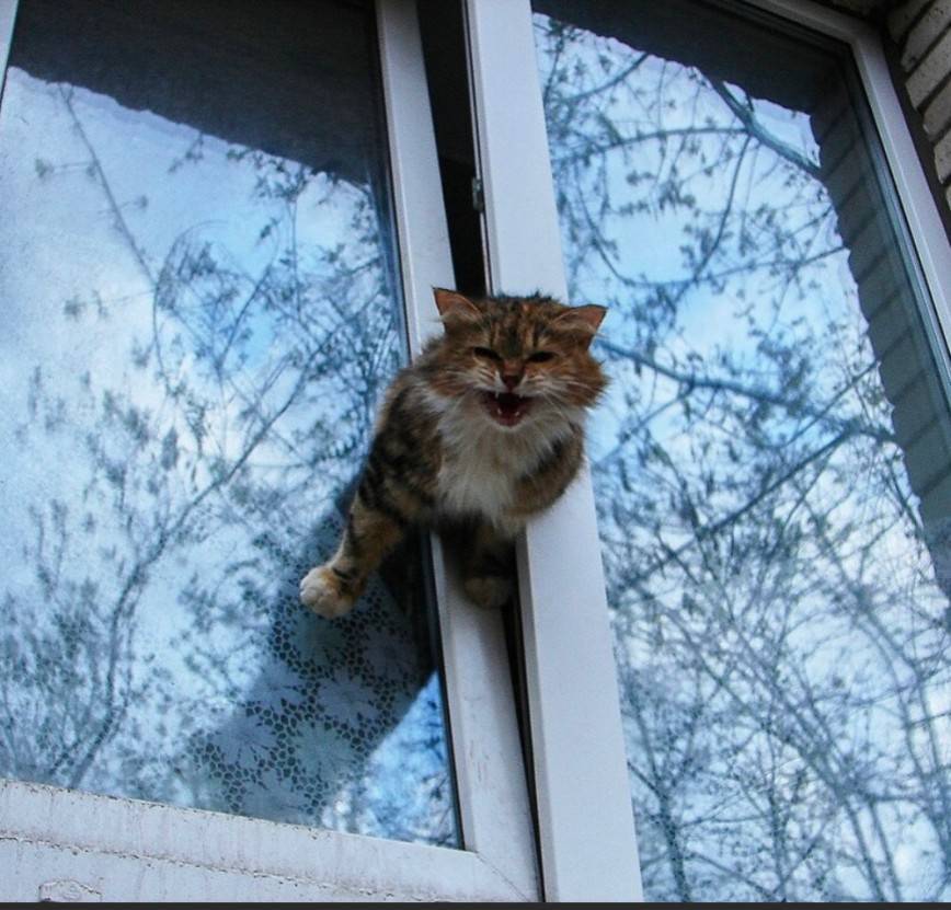 Падение кошек с высоты