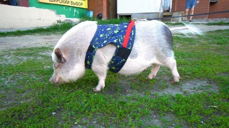 Мини пиги свинья. особенности, уход и цена мини-пиги | живность.ру
