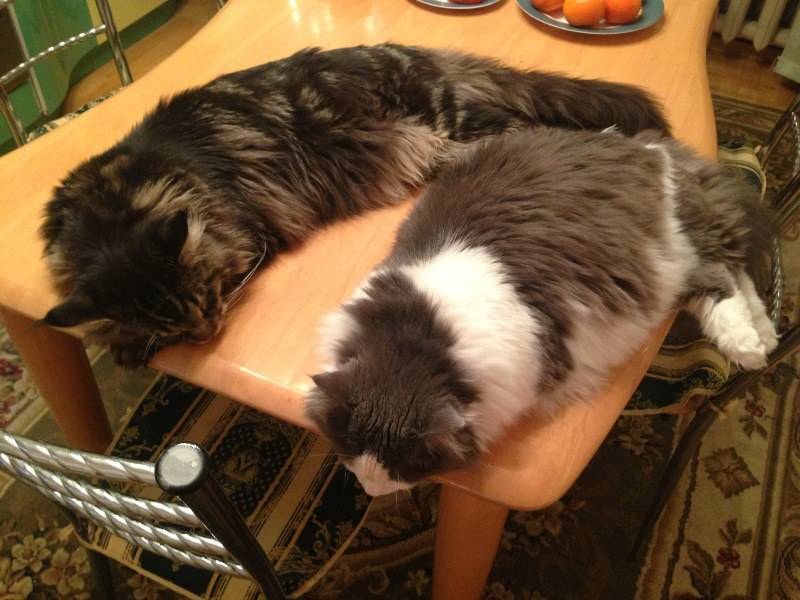 Как отучить кошку лазить по столам.