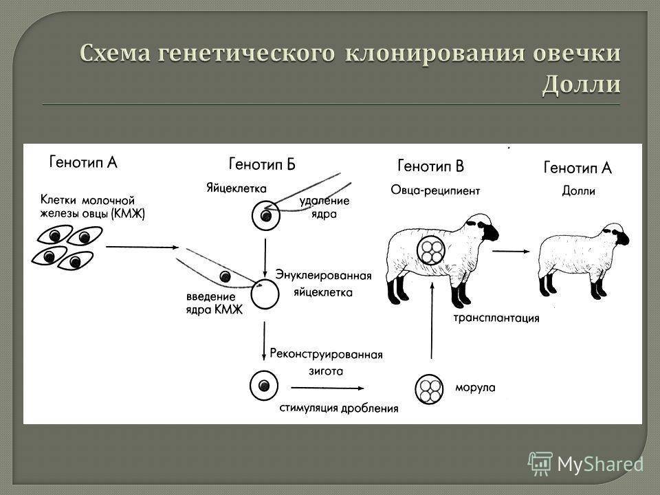 Клонирование животных: как воскресить домашнего питомца?