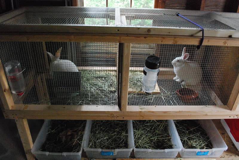 Разведение кроликов для начинающих: условия содержания х в домашних условиях, питание, выбор породы