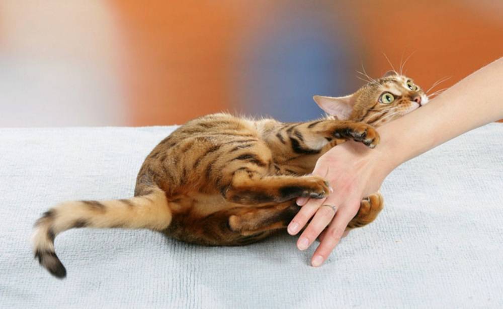 ᐉ почему кошка кусается, когда ее гладишь? - ➡ motildazoo.ru