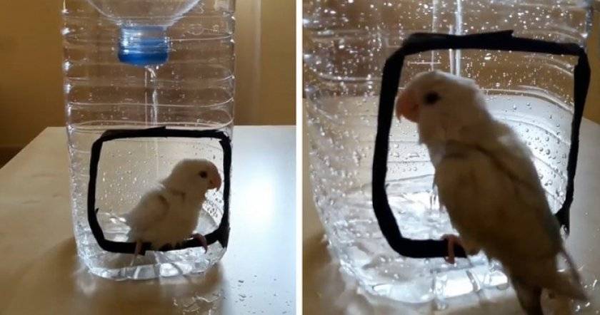Купалка (ванночка) для попугая своими руками