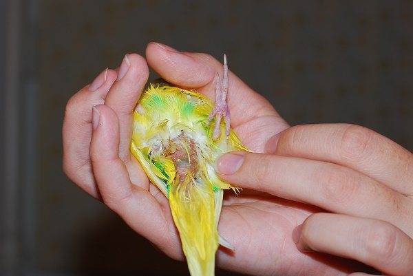 Аспергиллез у попугаев и других птиц - лечение, основные причины и симптомы