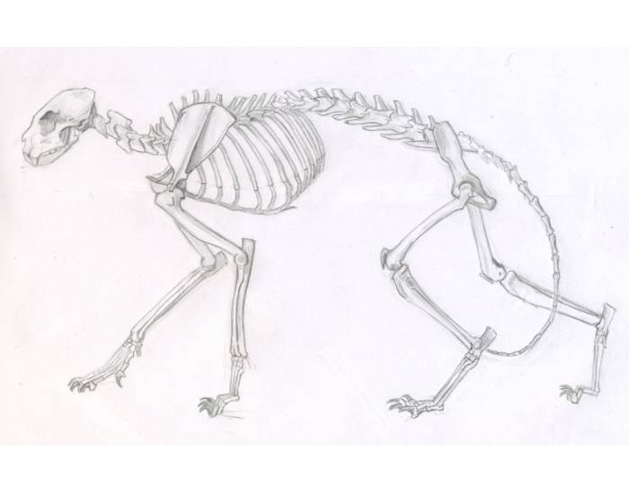 Анатомия кошки: строение тела и органов, интересные факты