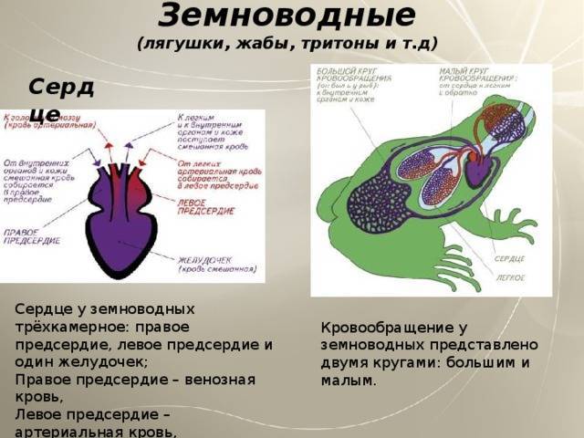 У кого трехкамерное сердце 1 аллигатора 2 черепахи тест по биологии