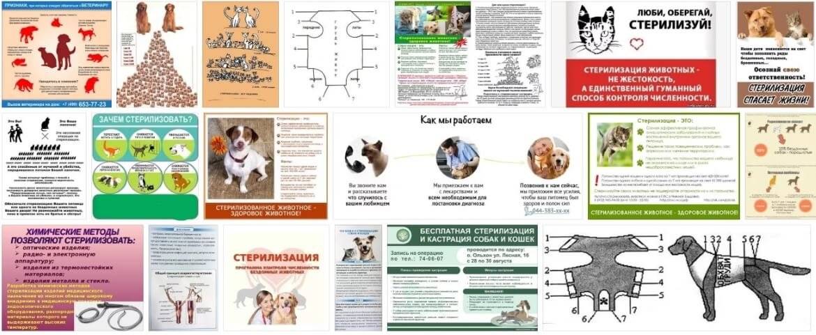 Стерилизация собак схема