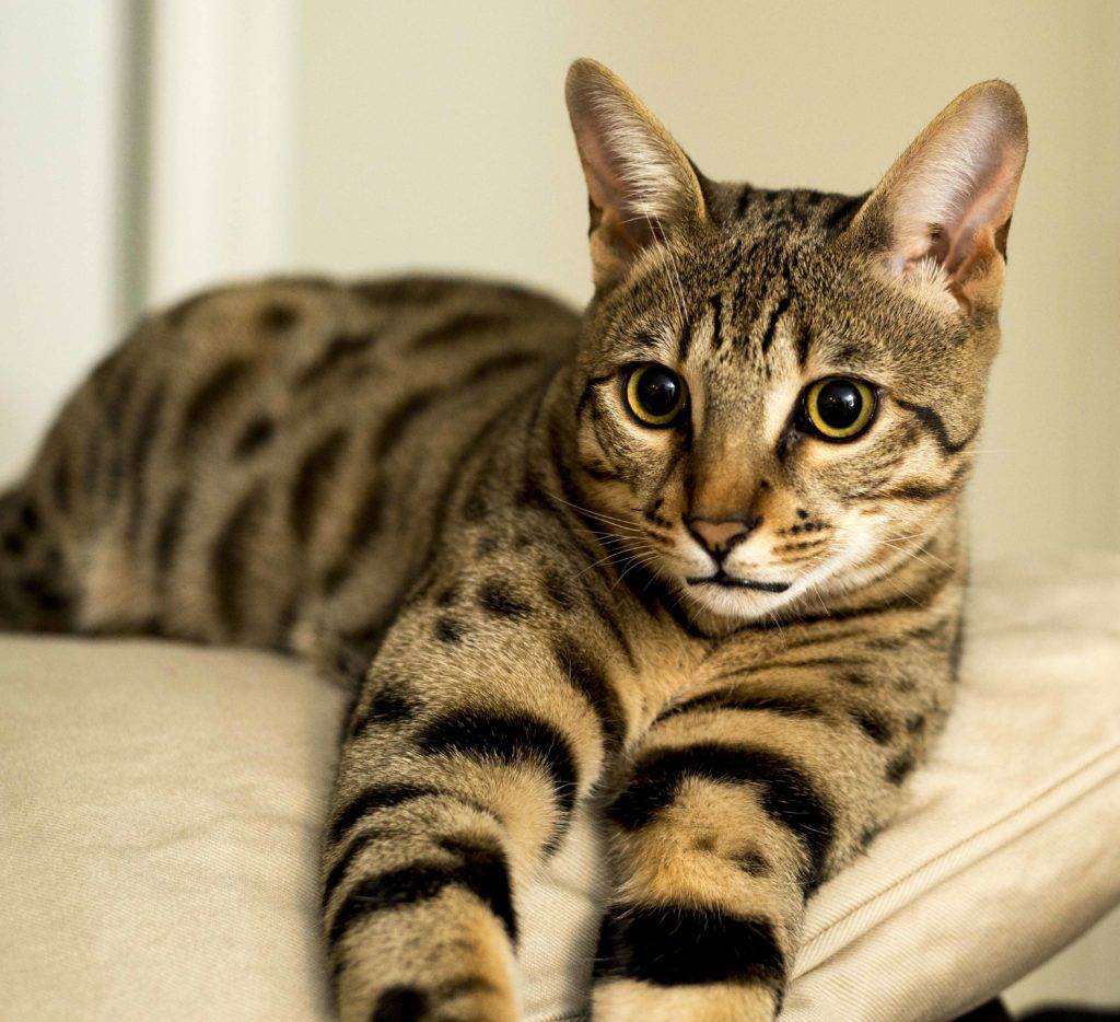 Фото самых красивых кошек в мире название пород | krasota.ru