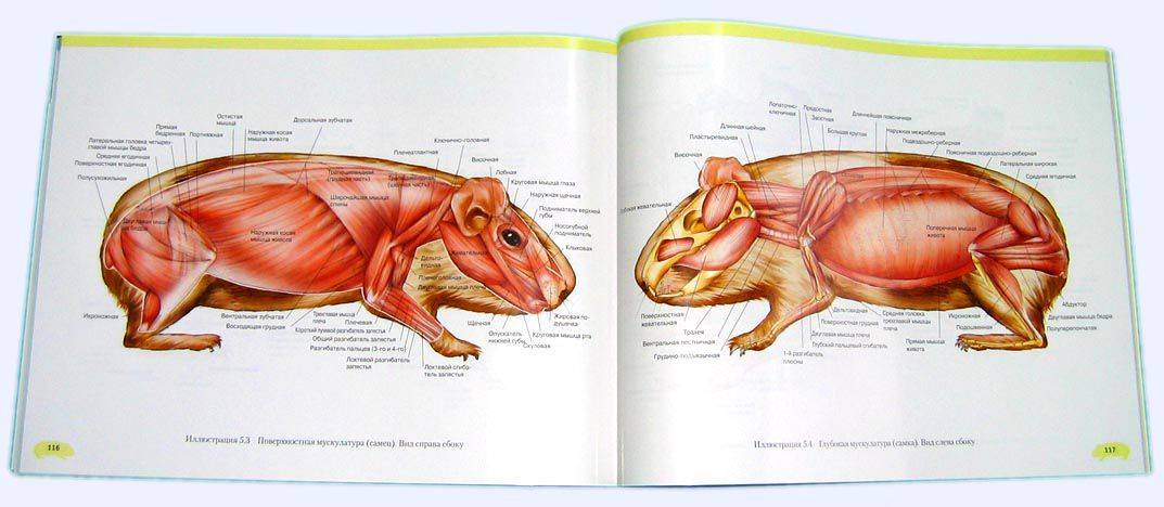 [новое исследование] анатомия и скелет морской свинки, описание строение тела внешнее и внутреннее