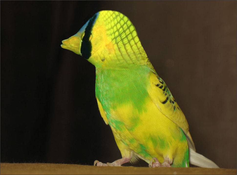 Как подстричь клюв волнистому попугаю в домашних условиях, как правильно это сделать, для чего это нужно