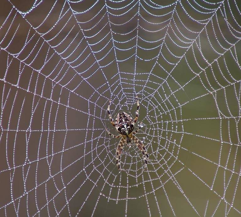 Какие узлы использует паук, когда плетёт паутину? как паук плетет паутину, откуда берется паутинный шелк? а правда ли что пауки плетут паутину.