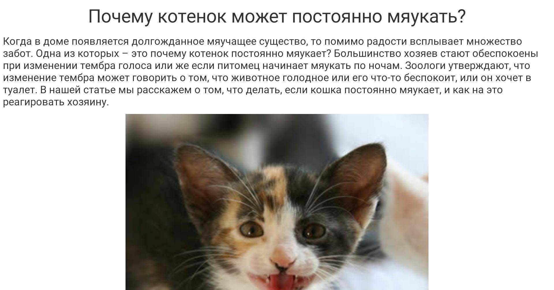 Орет кастрированный кот и просится на улицу: причины, решение проблемы  - mimer.ru