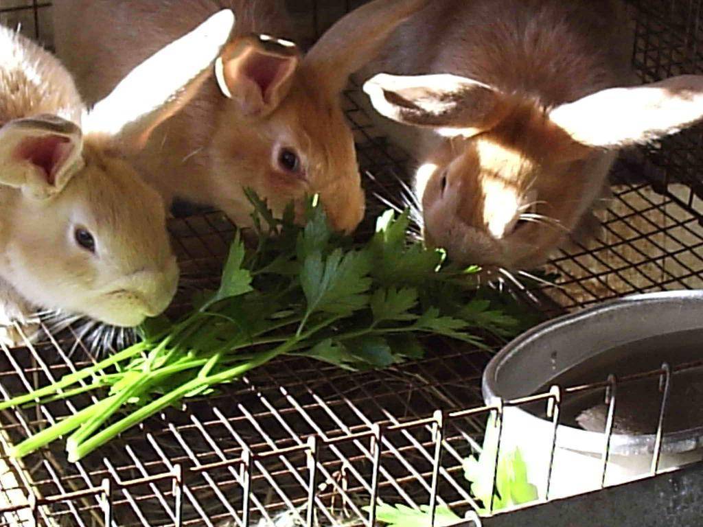 Каким зерном можно кормить кроликов: какие зерносмеси лучше давать