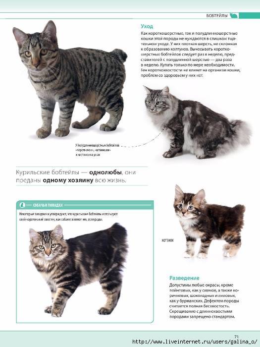 Кошки породы курильский бобтейл, особенности характера и разновидности окрасов, фото кошек