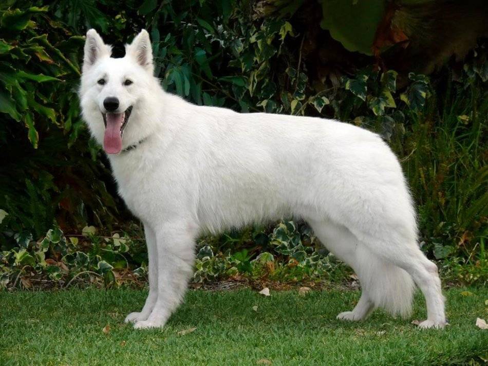 Белые породы собак: фото с названиями и описаниями | «дай лапу»