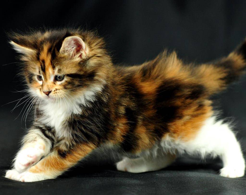 Породы кошек с фотографиями и названиями пушистые трехцветные
