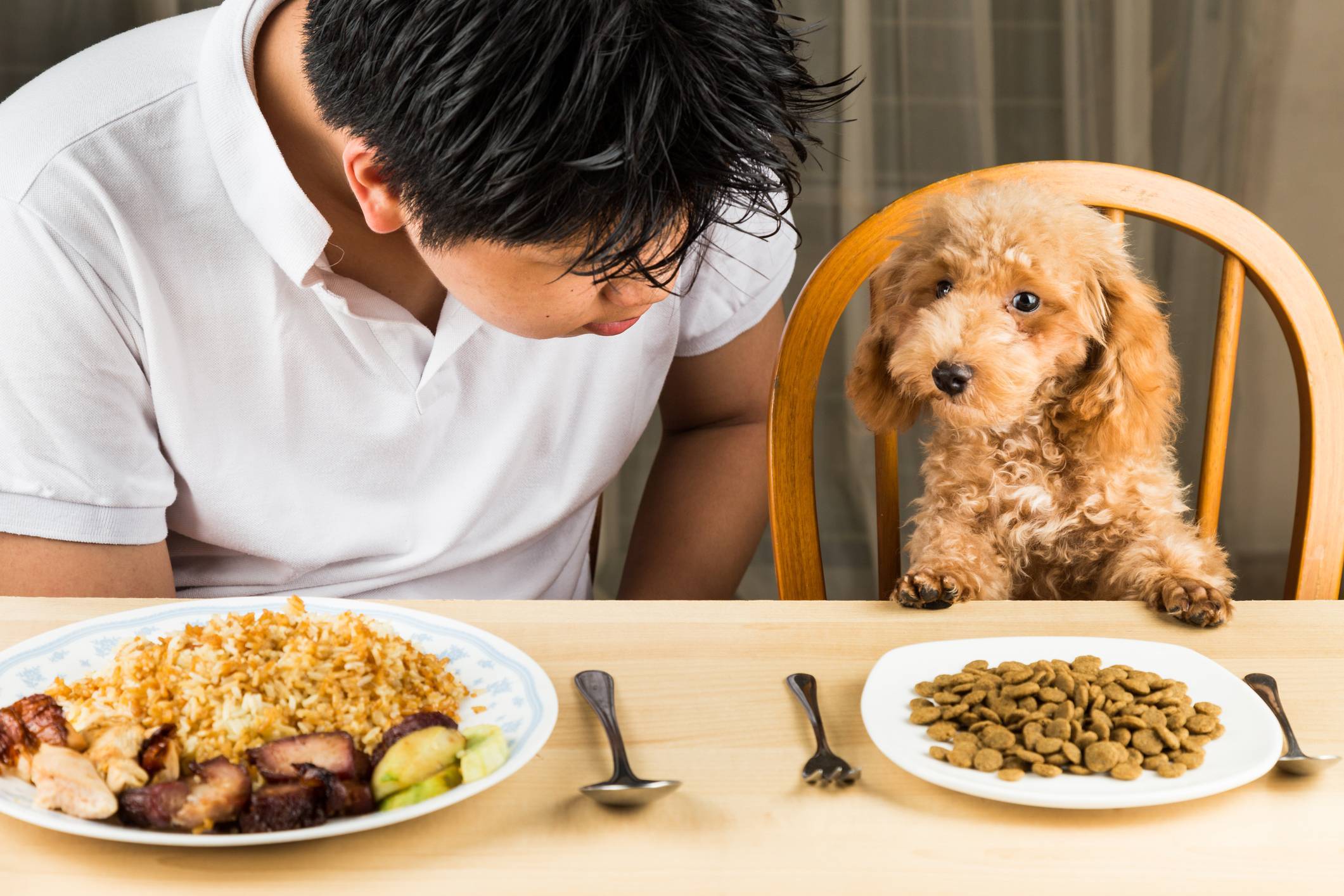 Как кормить собак сухим кормом: размер порции, режим кормления зимой или летом, как размачивать корм, особенности кормления щенков и взрослых собак
