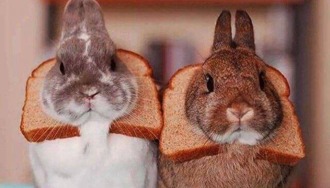 Можно ли давать кроликам хлеб или сухари: все за и против