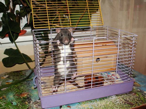 Домик для крыс: как выбрать готовый или сделать своими руками