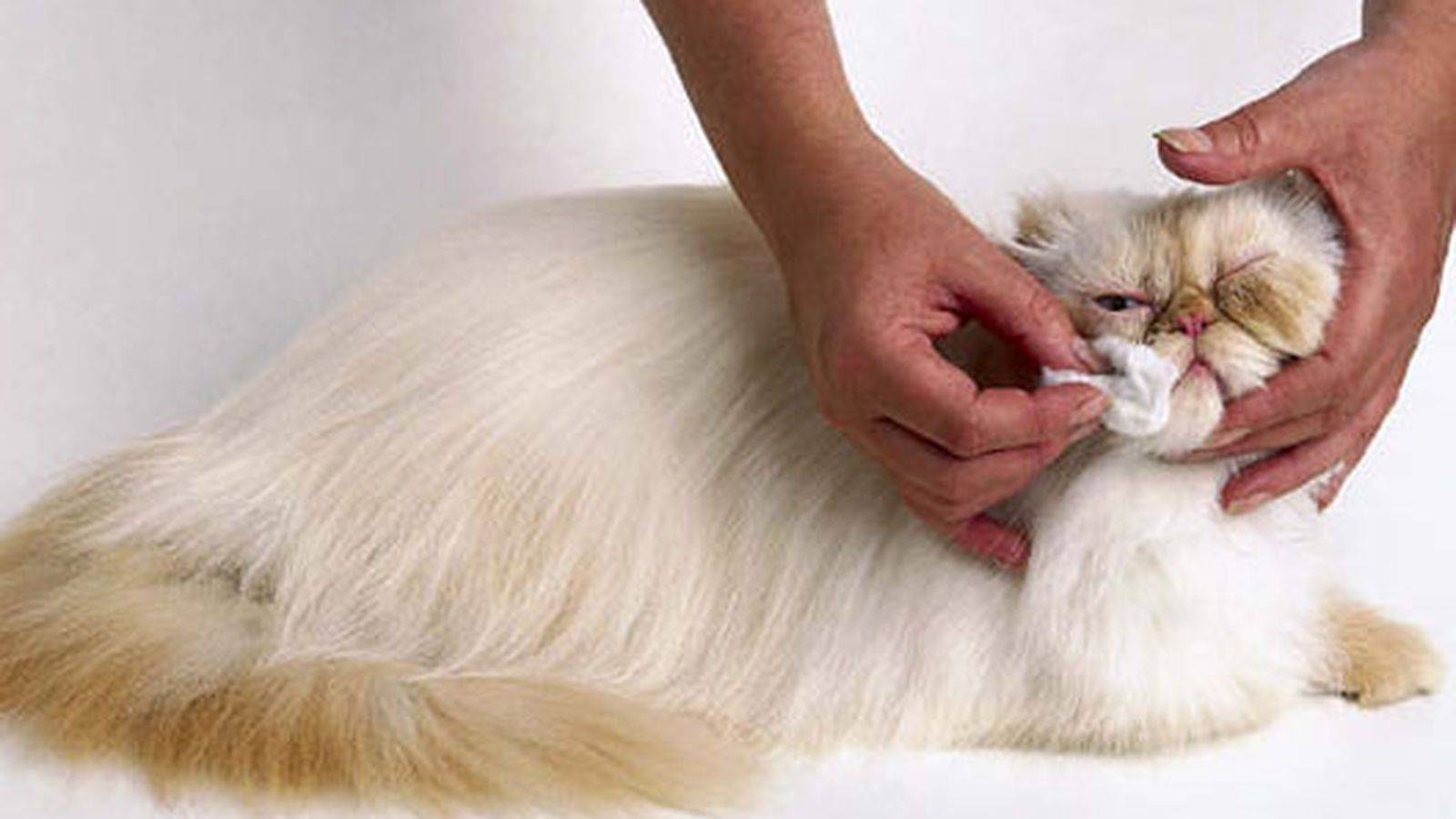 Колтуны у кошки: как избавиться в домашних условиях, почему шерсть сваливается в комки?