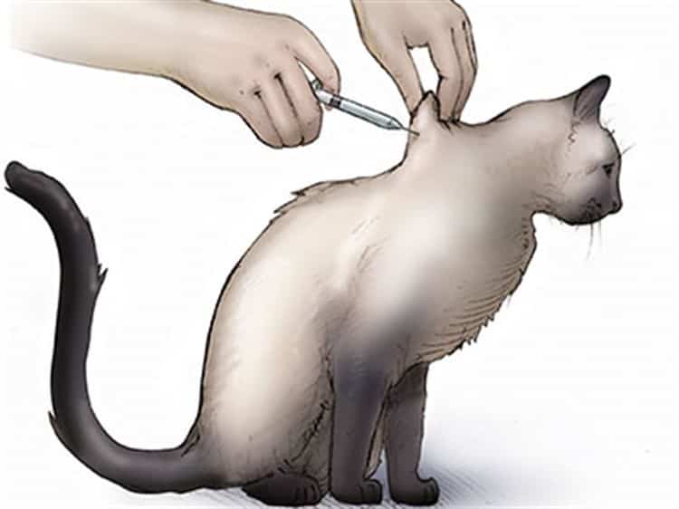 Как сделать укол кошке: внутримышечно, в холку, бедро, ногу, подкожно, видео, как поставить инъекцию коту или котёнку в домашних условиях