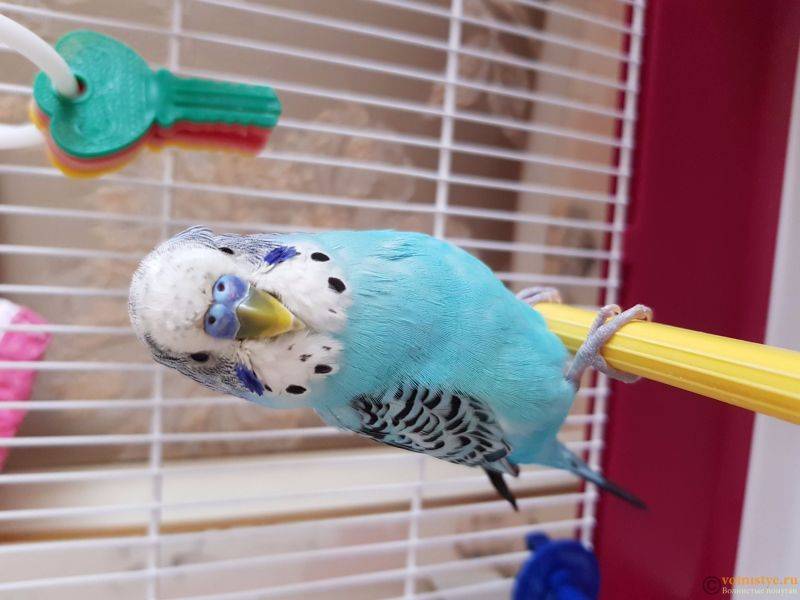 Лечение воспаления клоаки у волнистого попугая — советы врача