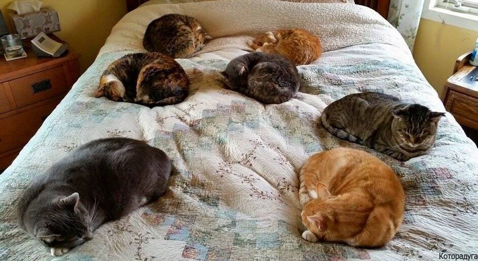 Особенности сна кошек