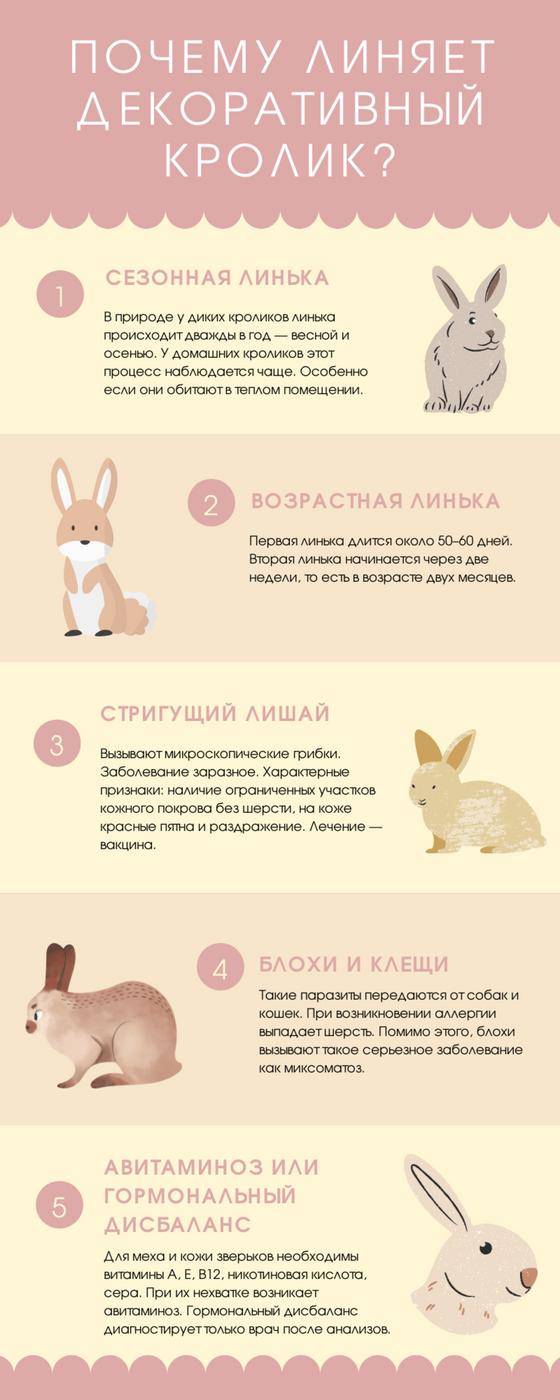 ✅ как определить возраст кроликов. учимся определять возраст кроля - живой-сад.рф