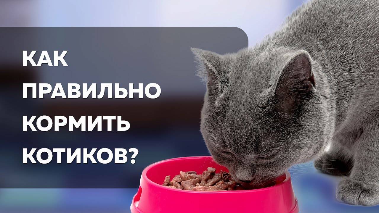 Как правильно кормить кошку — советы ветеринаров по организации правильного рациона питания у котов