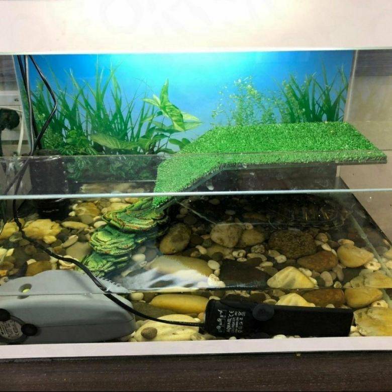Как правильно обустроить аквариум для черепах?